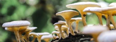 Mushrooms in woodland